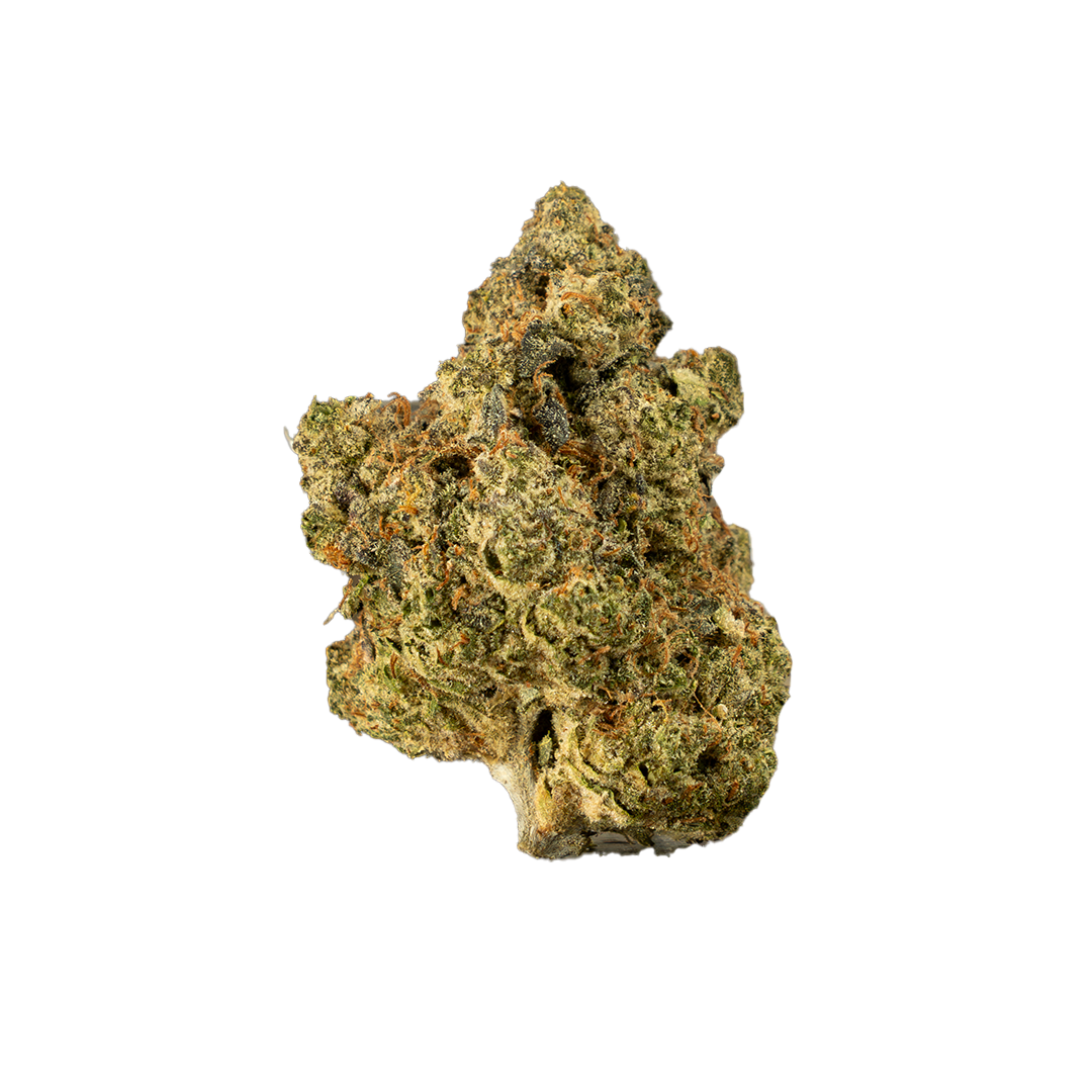 Forum Cut Cookies